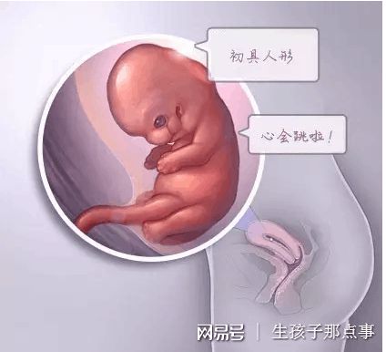 胚胎实验室